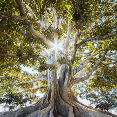 Big tree