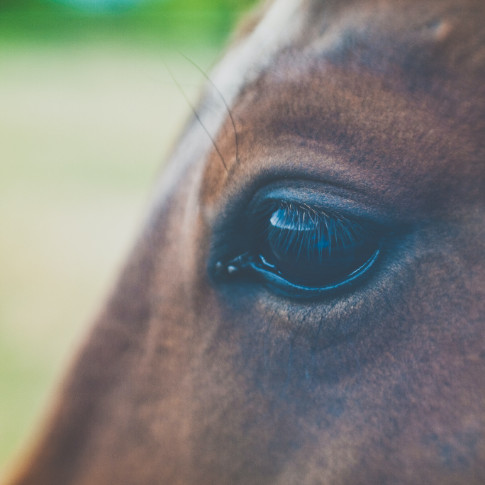 horses eye
