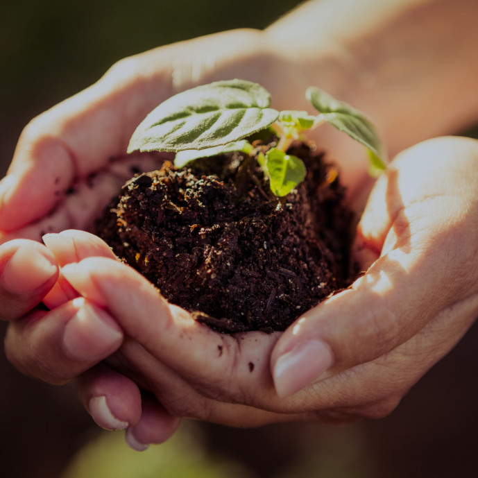 plant growing in hands